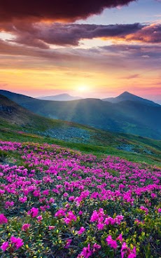 50 スマホ 壁紙 山 最高の花の画像