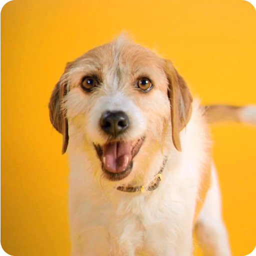 Happy Dog Live Wallpaper 個人化 App LOGO-APP開箱王