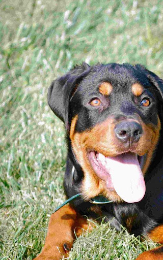 Rottweiler Wallpapers HD