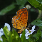 Calephelis Metalmark