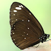 Spotted Black Crow Butterfly