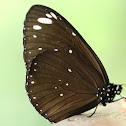 Spotted Black Crow Butterfly