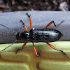 Arboreal Darkling Beetle
