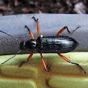 Arboreal Darkling Beetle