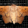 Scalloped Sack-Bearer Moth