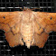 Scalloped Sack-Bearer Moth