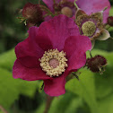 Purple flowering Rasberry