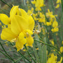 Spanish Broom