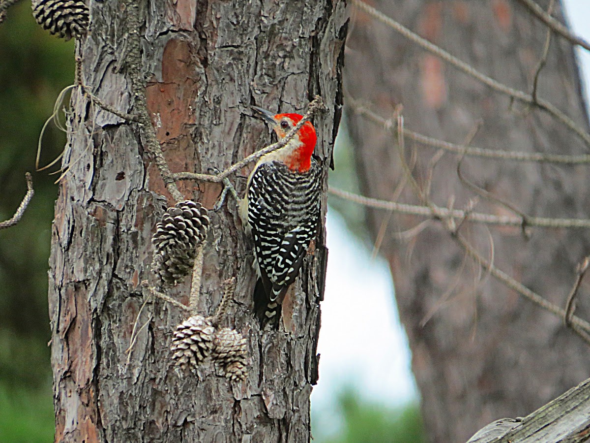 Red- bellied Woodpecker