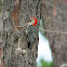 Red- bellied Woodpecker