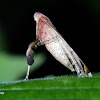 Leaf Blotch Miner Moth