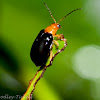 Black cucurbit beetle