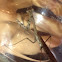 Mantis male