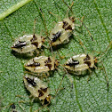 Basswood Lace Bug Nymphs
