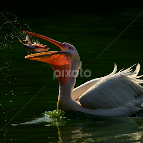 Play With Food_II by Saurav Chakraborty - Animals Birds