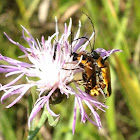 Soldier beetle