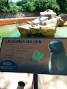 Sea Lion Exhibit 