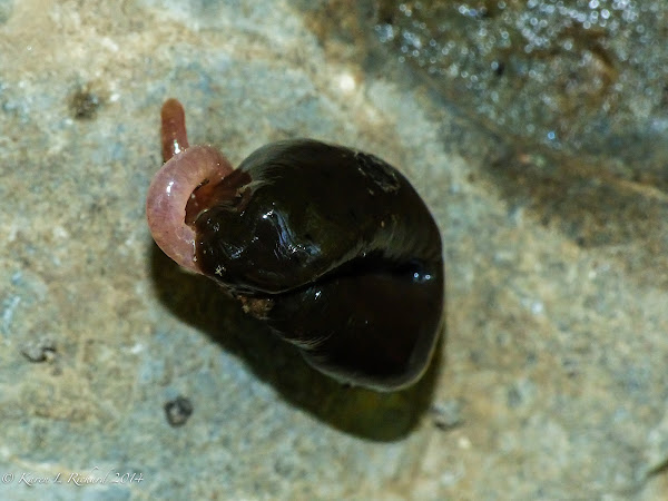 Leech | Project Noah