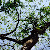 Acacia, rain tree