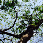 Acacia, rain tree