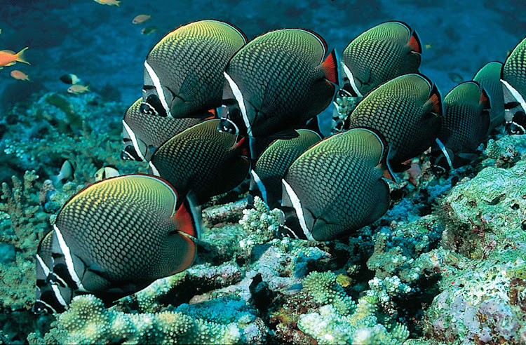 A school of red-tailed butterfly fish in Thailand.