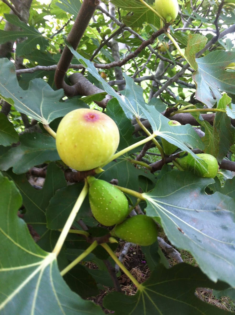 Fig Tree with figs
