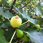 Fig Tree with figs