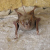 Greater Mouse-tailed Bat