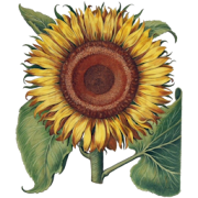 Antique Botanical Plates