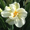 White lion daffodil