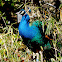 Indian/Blue Peafowl (Male)
