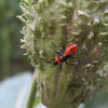 Large milkweed bug (nymph)
