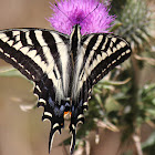 Pale Swallowtail