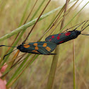 Zygaena filipendulae