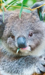 Koala Wallpapers Screenshots 2