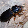 Horned Passalus Beetle, Patent Leather Beetle