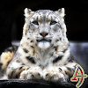 Snow Leopard XZ Theme