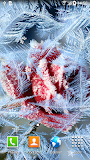 Winter Flowers Live Wallpaper