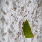Common Green Planthopper