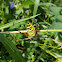 Black and Yellow Garden Spider, Corn Spider, Writing Spider