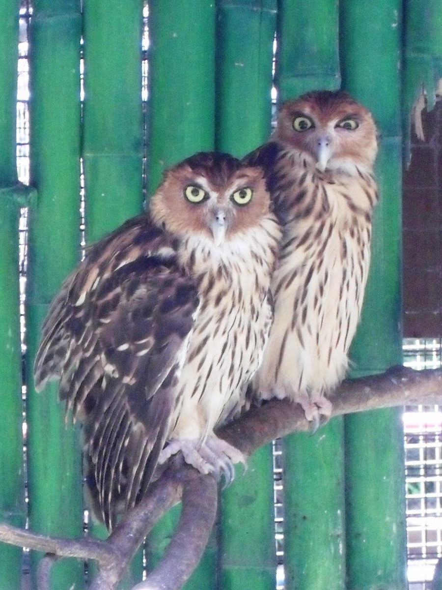 Philippine Eagle Owl