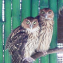 Philippine Eagle Owl