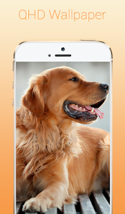 Download Golden Retriever Wallpapers APK for PC