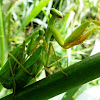 African mantis