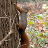 Eurasian red squirrel