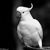 Sulphur-crested Cockatoo