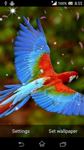 Parrot HD Wallpaper Live