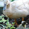 Mommy duck (with babies)