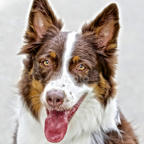 Australian Shepherd portrait by Sandy Scott - Animals - Dogs Portraits