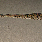 Indian Python